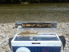 アユの釣果