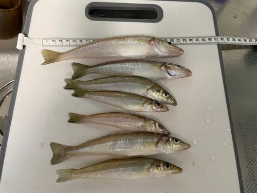 キスの釣果