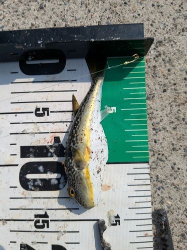 フグの釣果