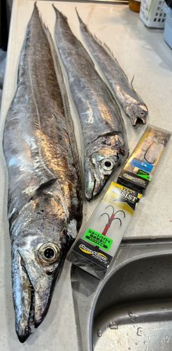 タチウオの釣果