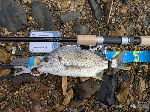 キビレの釣果