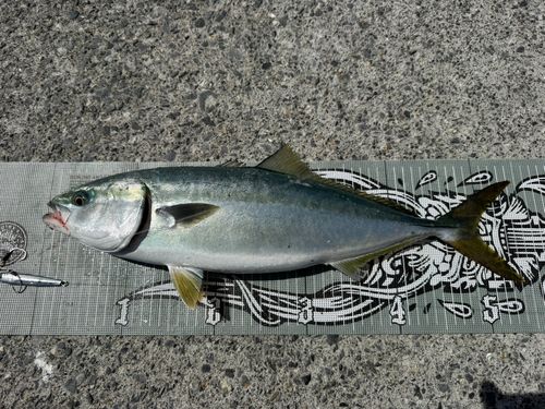 イナダの釣果