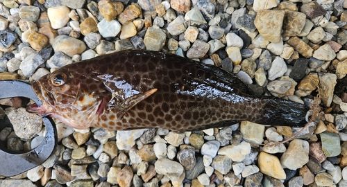 オオモンハタの釣果