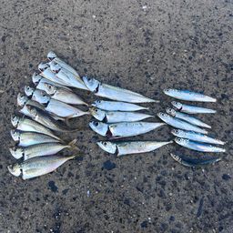 アジ