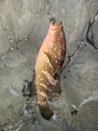 キジハタの釣果