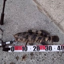 チャイロマルハタ