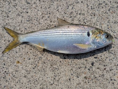 コノシロの釣果