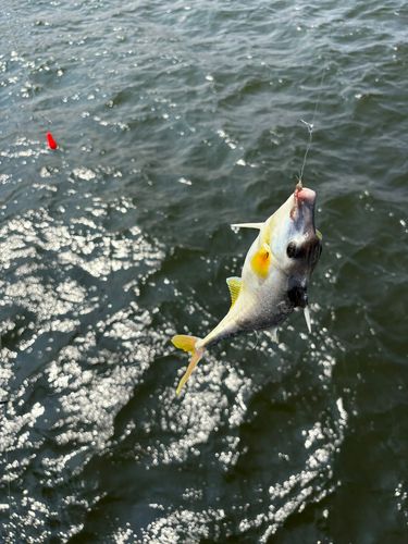 ギマの釣果