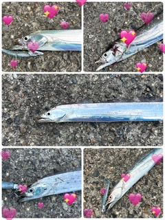 タチウオの釣果