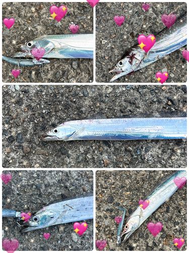 タチウオの釣果