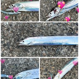 タチウオ