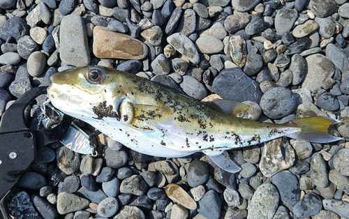 フグの釣果