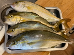 ショゴの釣果