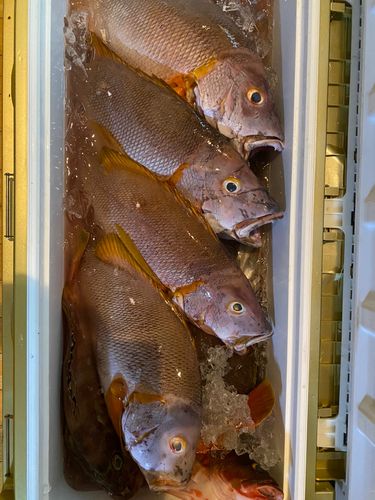 シブダイの釣果