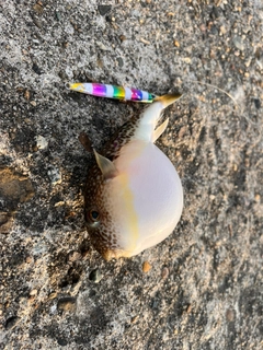 ショゴの釣果