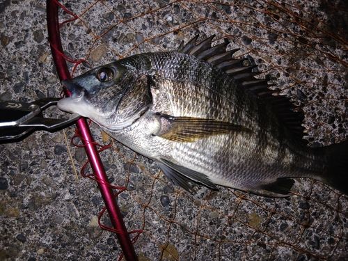 クロダイの釣果