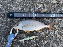 ショゴの釣果