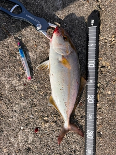 ショゴの釣果