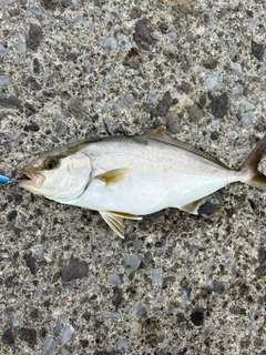 ショゴの釣果