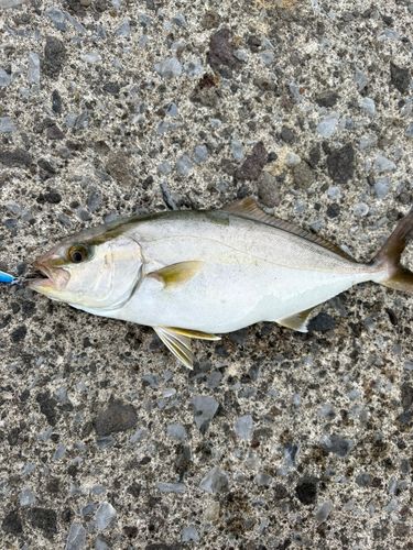 ショゴの釣果