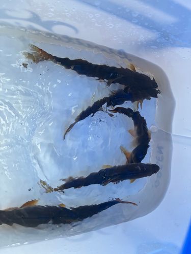 アユの釣果