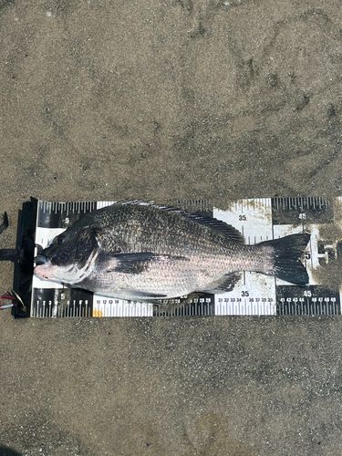 クロダイの釣果