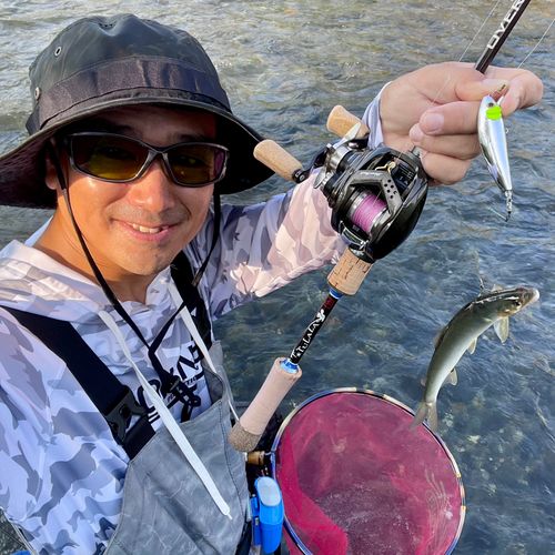 アユの釣果