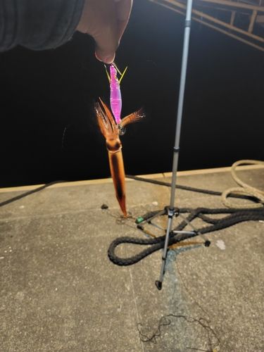 スルメイカの釣果