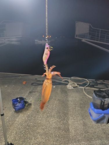 スルメイカの釣果