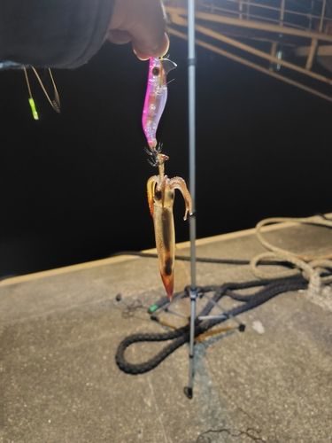 スルメイカの釣果