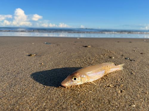 キスの釣果