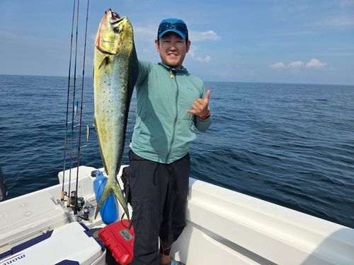 シイラの釣果