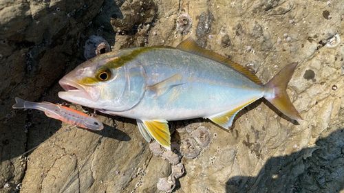 ショゴの釣果
