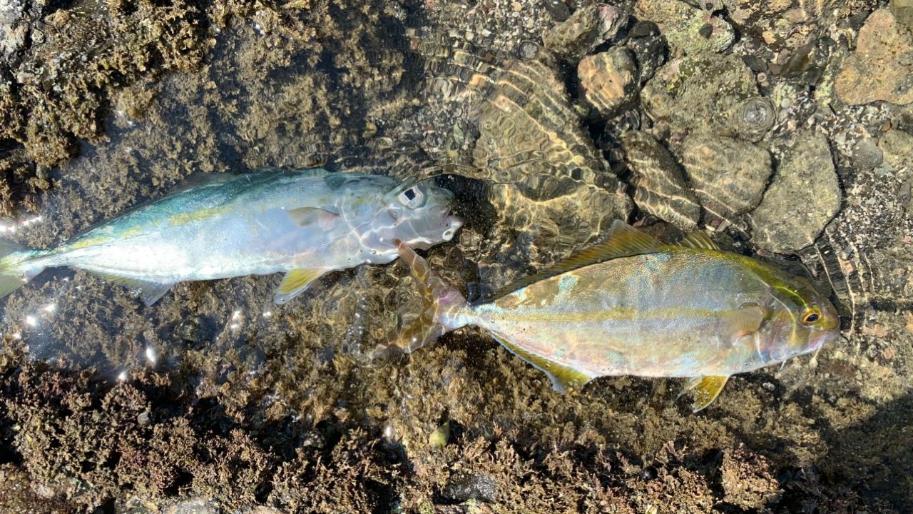 ショゴ