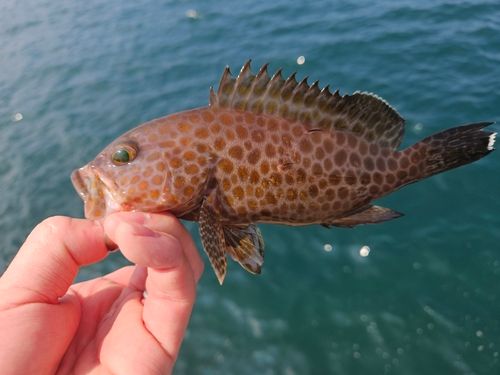 ハタの釣果