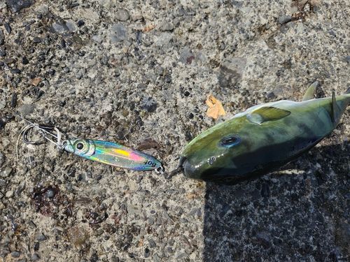 フグの釣果