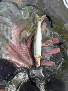 アユの釣果