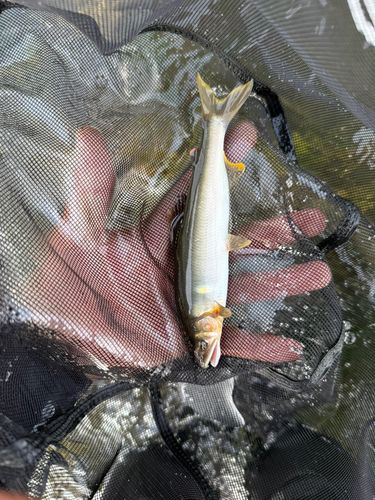 アユの釣果