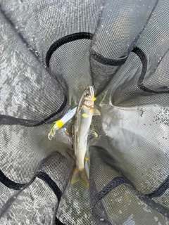 アユの釣果