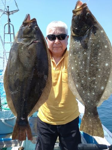 ヒラメの釣果