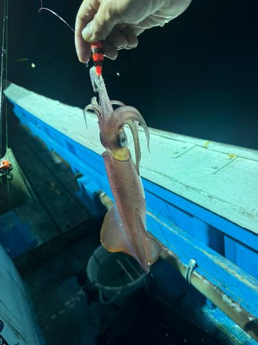 ケンサキイカの釣果