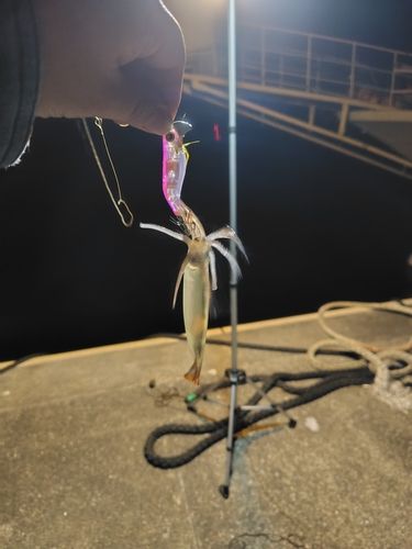 スルメイカの釣果