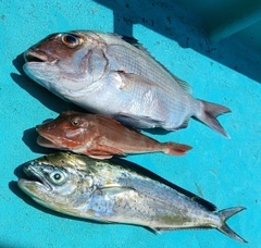 マダイの釣果