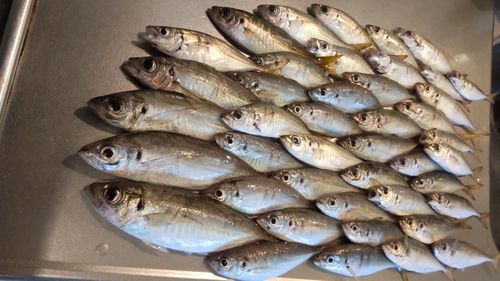 アジの釣果