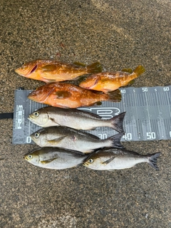 イサキの釣果
