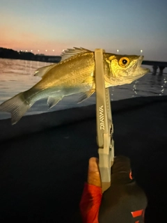 セイゴ(ヒラスズキ)の釣果
