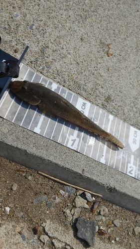 マハゼの釣果