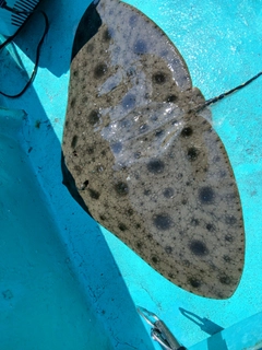 ツバクロエイの釣果