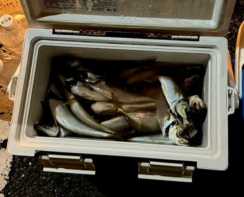 釣果