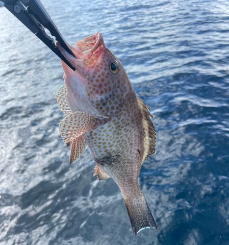 オオモンハタの釣果